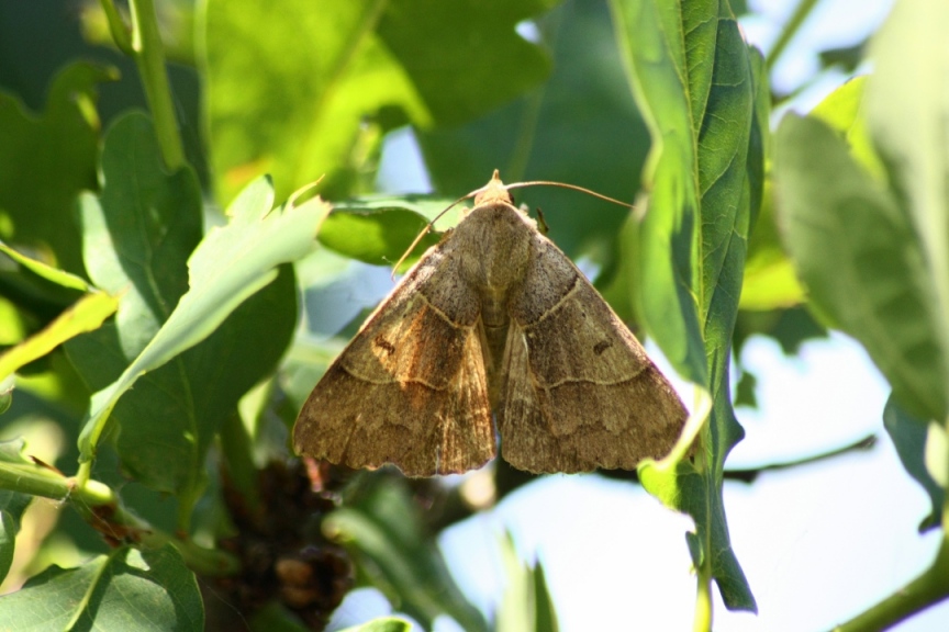noctuide da identificare
